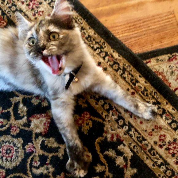 Meet your Posher, Heidi - Picture 3 of 3